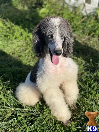 a poodle puppy sitting in the grass