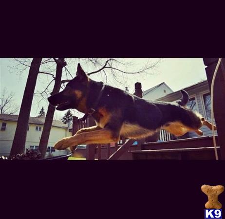 a german shepherd dog on a boat