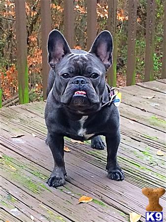 a french bulldog dog on a wooden deck