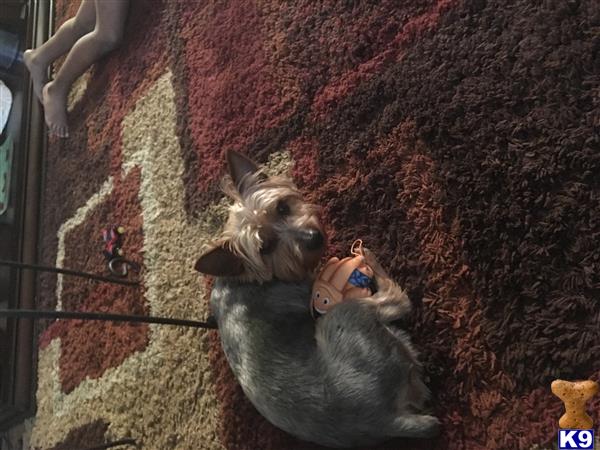 a yorkshire terrier dog sitting on a carpet