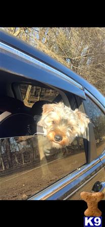 a yorkshire terrier dog looking out a car window