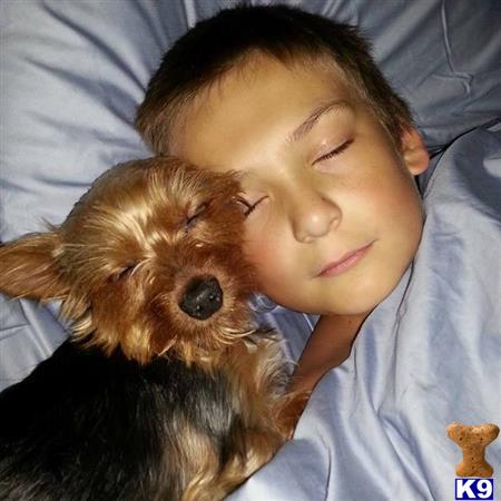 a boy sleeping with a yorkshire terrier dog