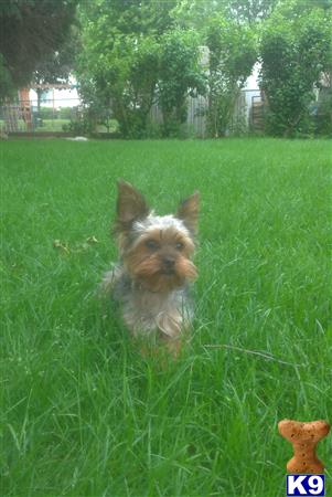 a yorkshire terrier dog sitting in a grassy area