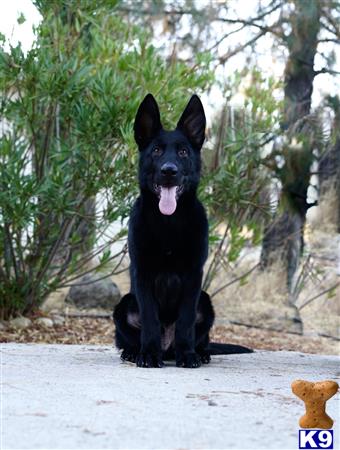 a black german shepherd dog sitting on a rock