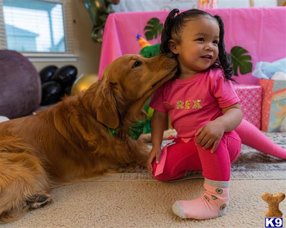 a girl sitting next to a golden retriever dog