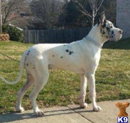 a white great dane dog with a black and white collar