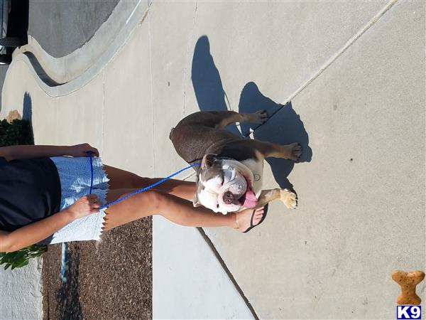 a english bulldog dog standing on a sidewalk