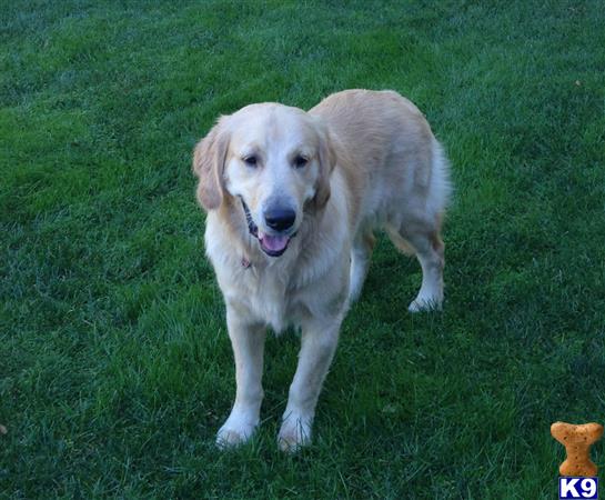 a golden retriever dog standing in the grass