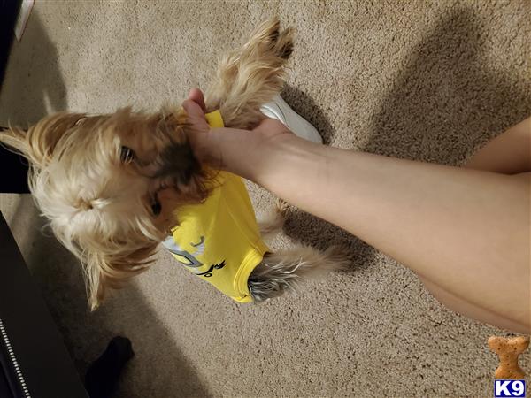 a yorkshire terrier dog with a yellow shirt