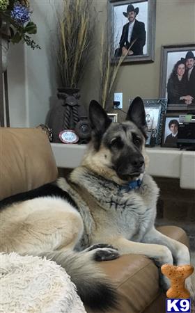 a german shepherd dog lying on a couch