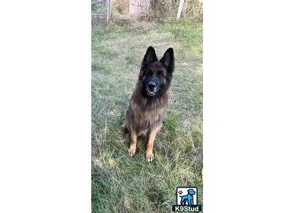 a german shepherd dog standing in a grassy area