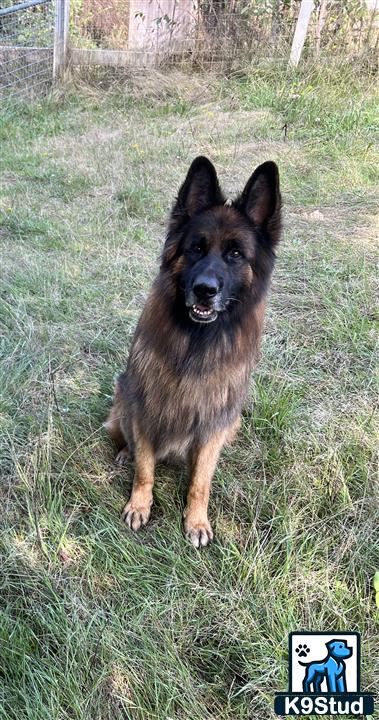 a german shepherd dog standing in a grassy area