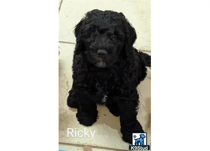 a black goldendoodles dog lying on a white surface