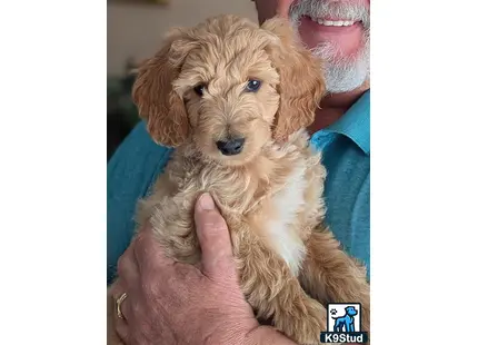 a person holding a goldendoodles dog