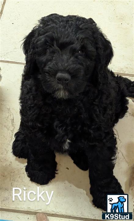 a black goldendoodles dog lying on a white surface