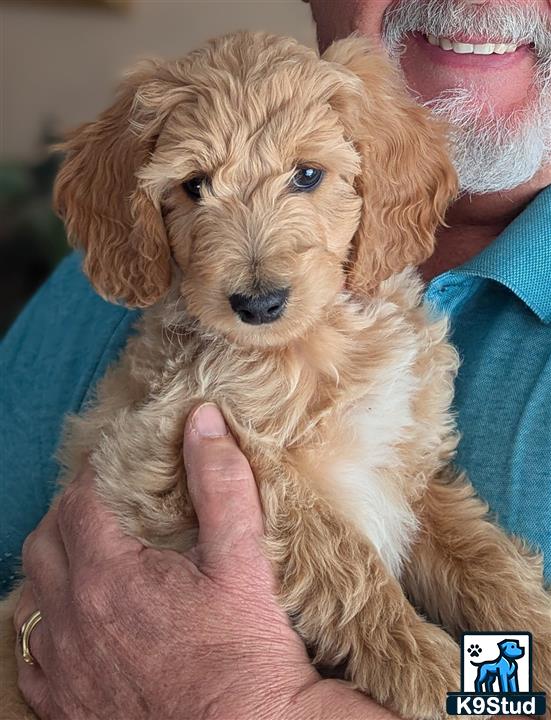 a person holding a goldendoodles dog