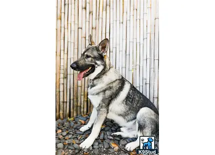 a german shepherd dog sitting on rocks