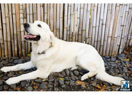 a golden retriever dog lying on rocks