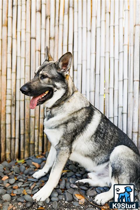 a german shepherd dog sitting on rocks