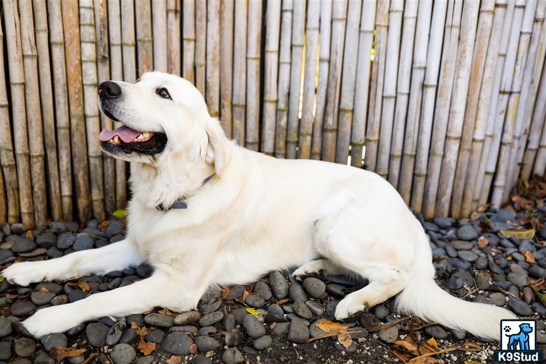 a golden retriever dog lying on rocks