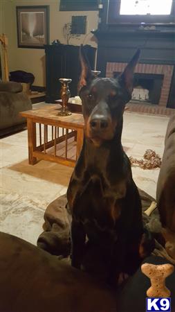 a doberman pinscher dog sitting in a living room