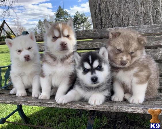 a group of siberian husky puppies sitting on a bench