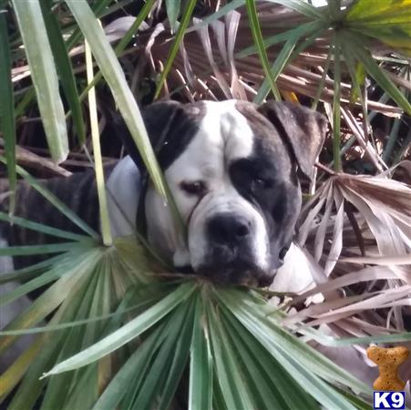 a american bulldog dog in a plant