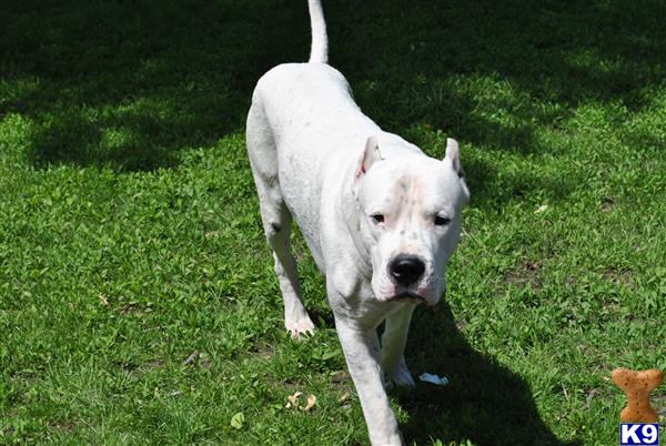 Dogo Argentino Stud Dog: Ares 8 Years old