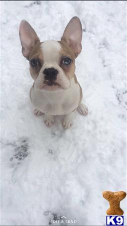 a french bulldog dog running through snow