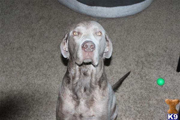 a labrador retriever dog sitting on the floor