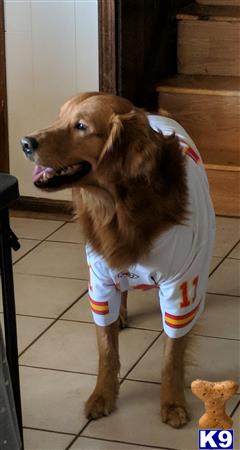 a golden retriever dog wearing a shirt