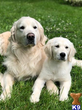 a couple of golden retriever dogs sitting in grass