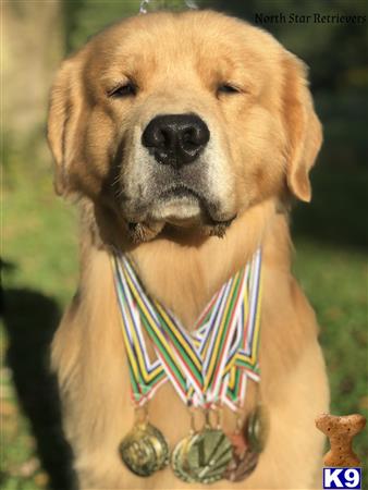 a golden retriever dog wearing a medal