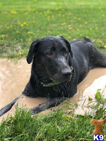 a black labrador retriever dog lying on grass