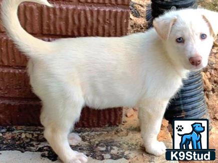 a white german shepherd puppy with a cone around its neck