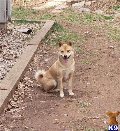 a shiba inu dog sitting on the ground