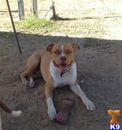 a american pit bull dog lying on the ground