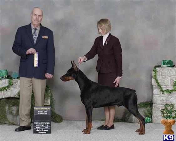 a man and a woman shaking hands with a doberman pinscher dog