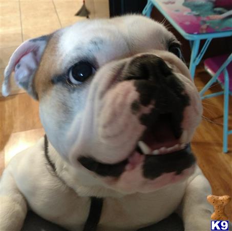 a english bulldog dog with its mouth open