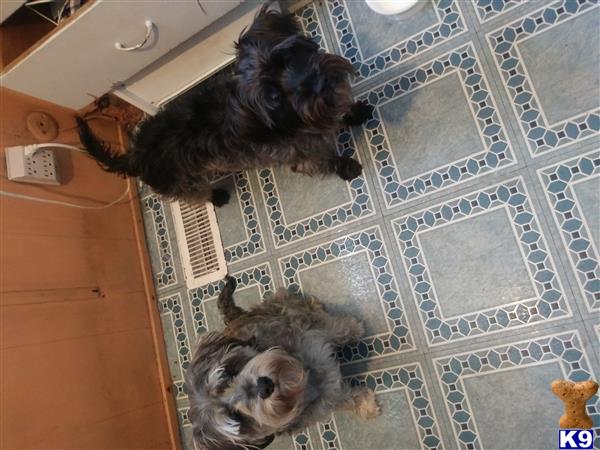 a couple of miniature schnauzer dogs in a bathroom