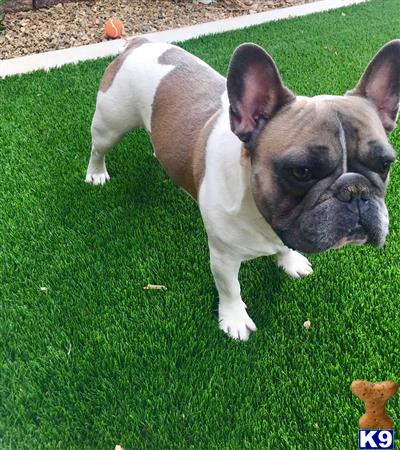 a french bulldog dog standing on grass