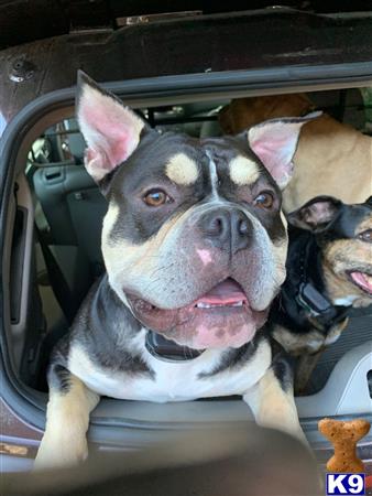 a group of miniature bull terrier dogs in a car