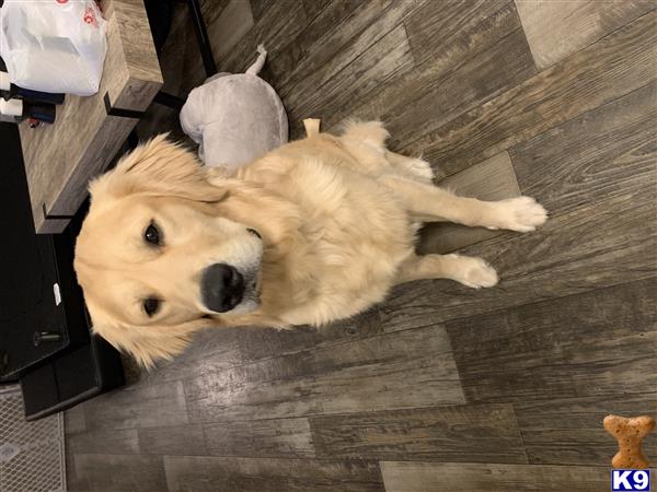 a golden retriever dog lying on a wood floor