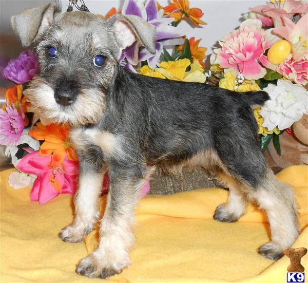 Miniature Schnauzer Puppy for Sale: Chicago Mini. Schnauzer puppy ...