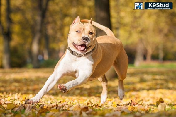 Brindle Frenchie running in a field