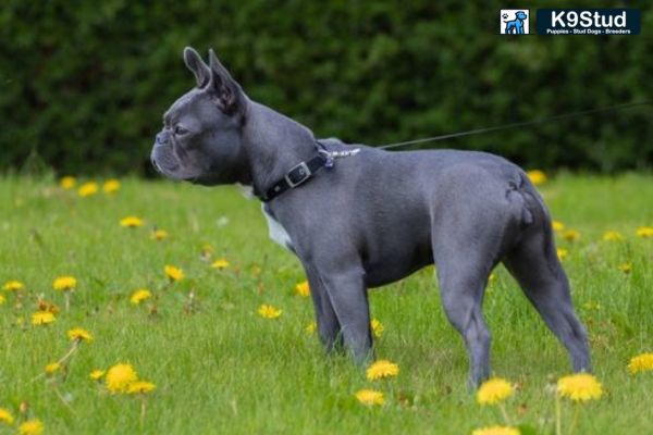 A Blue Fawn Frenchie stands outside on a sidewalk