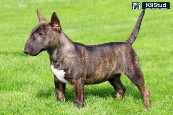 Brindle Frenchie running in a field