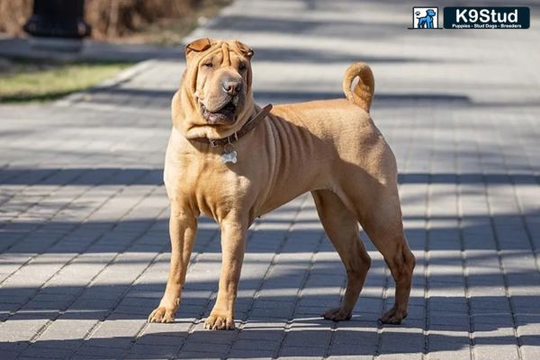 A Blue Fawn Frenchie stands outside on a sidewalk