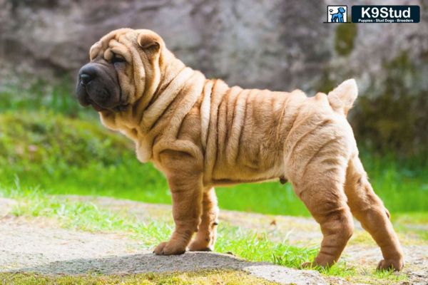 Brindle Frenchie running in a field