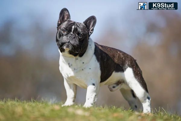 A Blue Fawn Frenchie stands outside on a sidewalk